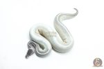 6300 1.0 GHI MYSTIC MOJAVE P.BP