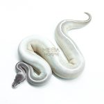 6300 1.0 GHI MYSTIC MOJAVE P.BP