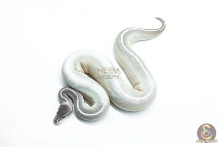6300 1.0 GHI MYSTIC MOJAVE P.BP