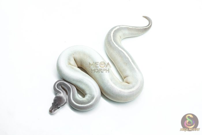 6300-1-1.jpg 6300 1.0 GHI MYSTIC MOJAVE P.BP - Image 1