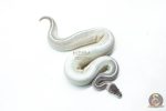 6300 1.0 GHI MYSTIC MOJAVE P.BP - Image 2