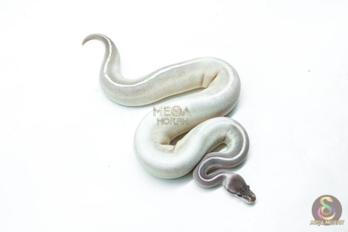 6300-2-1.jpg 6300 1.0 GHI MYSTIC MOJAVE P.BP - Image 2