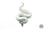 6300 1.0 GHI MYSTIC MOJAVE P.BP - Image 3