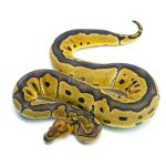 6304 0.1 ASPHALT CLOWN