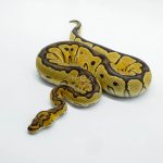 6305 1.0 ASPHALT CLOWN