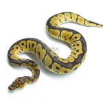 6306 1.0 ASPHALT CLOWN