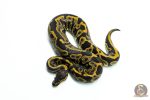 6309 0.1 LEO HUFFMAN H.PIED
