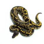 6309 0.1 LEO HUFFMAN H.PIED