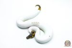 6313 0.1 LEO PIED