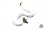 6313 0.1 LEO PIED - Image 2