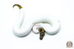 6313 0.1 LEO PIED - Image 3