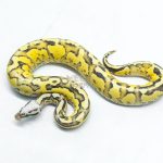 6317 1.0 BH PASTEL VANILLA FIRE