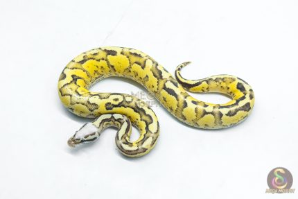 6317 1.0 BH PASTEL VANILLA FIRE