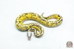 6317 1.0 BH PASTEL VANILLA FIRE - Image 3