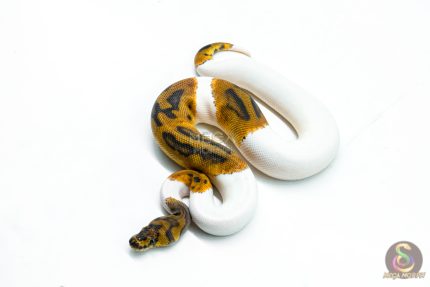 6320 1.0 CLOWN PIED
