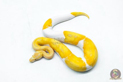 6331 1.0 CANDY PIED