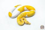 6331 1.0 CANDY PIED - Image 2