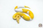 6331 1.0 CANDY PIED - Image 3