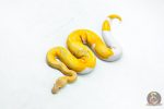 6332 0.1 CANDY PIED