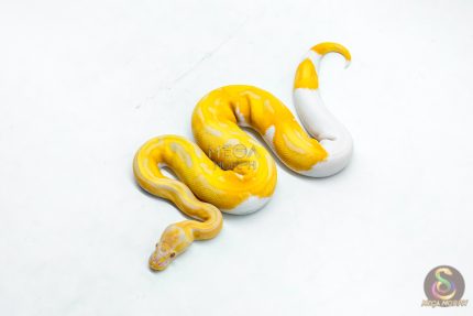 6332 0.1 CANDY PIED