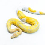 6335 0.1 CANDY / CANDINO PIED