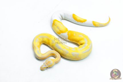 6335 0.1 CANDY / CANDINO PIED