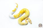 6335 0.1 CANDY / CANDINO PIED - Image 2