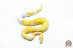 6335 0.1 CANDY / CANDINO PIED - Image 3