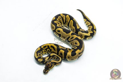 6337 0.1 LEO FIRE H.CLOWN 50%H.DG