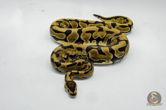 6408-1-1.jpg 6408 1.0 PUZZLE - Image 1