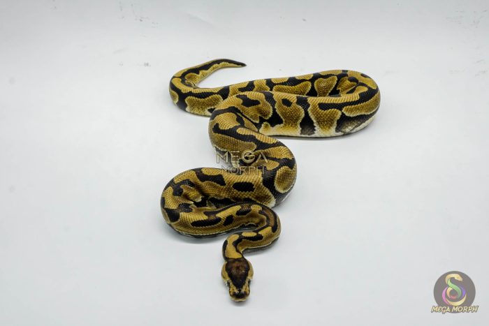 6408-3-1.jpg 6408 1.0 PUZZLE - Image 3