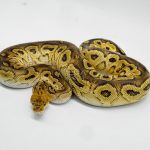 6429 0.1 BONGO CLOWN