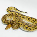 6430 1.0 CYPRESS CLOWN