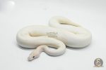 6431 0.1 IVORY CLOWN (CYPRESS)