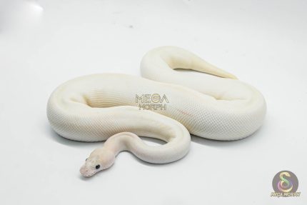 6431 0.1 IVORY CLOWN (CYPRESS)