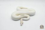6431 0.1 IVORY CLOWN (CYPRESS) - Image 2