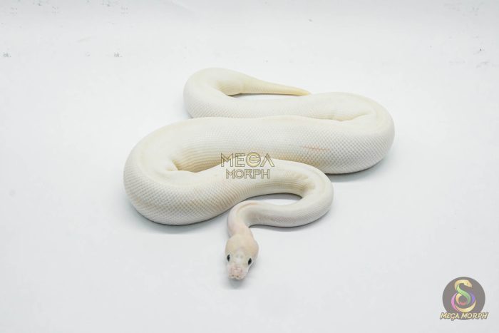 6431-2-1.jpg 6431 0.1 IVORY CLOWN (CYPRESS) - Image 2