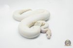 6431 0.1 IVORY CLOWN (CYPRESS) - Image 3