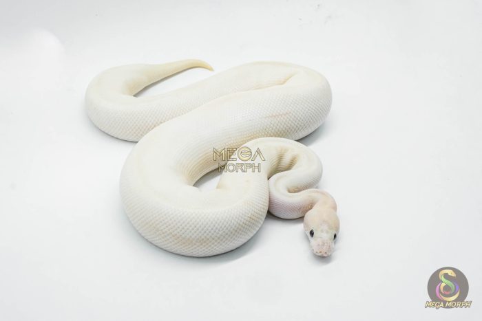 6431-3-1.jpg 6431 0.1 IVORY CLOWN (CYPRESS) - Image 3