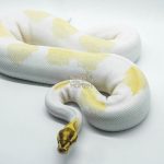 6432 0.1 FIRE FREEWAY PIED