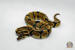 6435 1.0 MANDARIN HET HYPO
