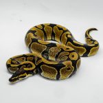 6435 1.0 MANDARIN HET HYPO