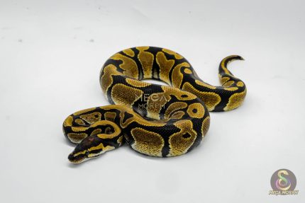 6435 1.0 MANDARIN HET HYPO