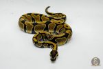 6435 1.0 MANDARIN HET HYPO - Image 2