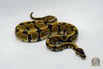 6435 1.0 MANDARIN HET HYPO - Image 3