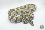 6437 1.0 ENCHI LEOPARD DG - Image 2