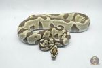 6437 1.0 ENCHI LEOPARD DG - Image 3
