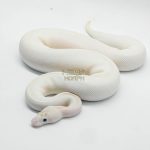 6438 1.0 ENCHI SPOTNOSE IVORY CLOWN