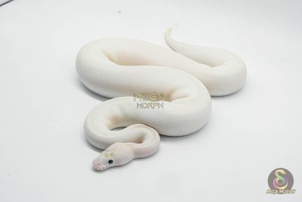 6438 1.0 ENCHI SPOTNOSE IVORY CLOWN