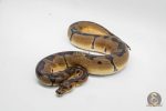 6449 0.1 ENCHI JOPPA CLOWN 50% HET PIED